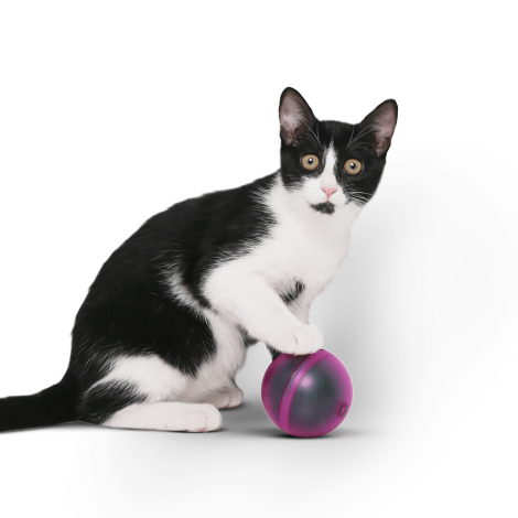 pidan-pet-cat-toy-electronic-dodgeball-purple___1