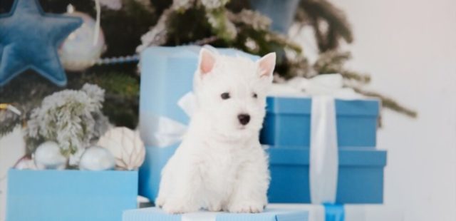 Tips to Reduce Your Your Pet’s Holiday Stress