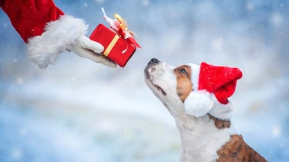 Best Gifts for Your Pets This Winter