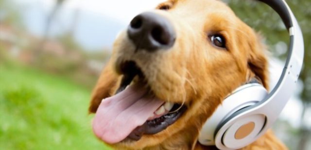 What Types of Music Do Pets Like?