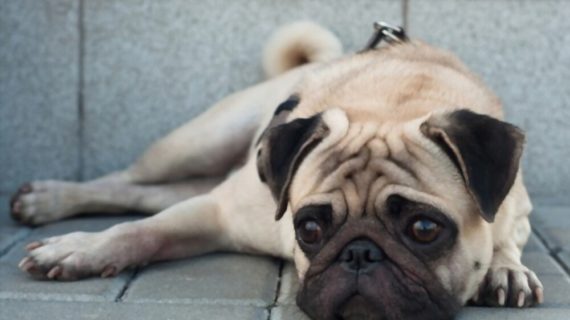 أعراض الاكتئاب عند الكلاب