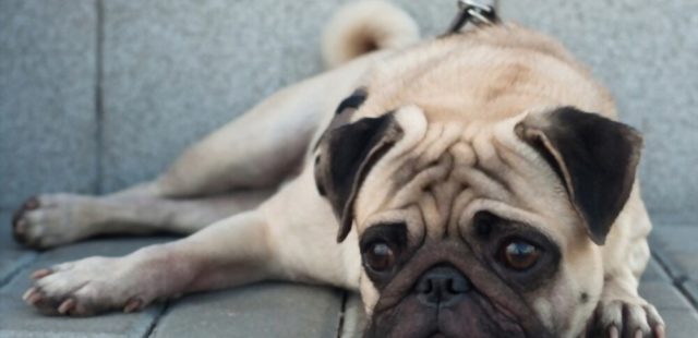 Symptoms of Depression in Dogs