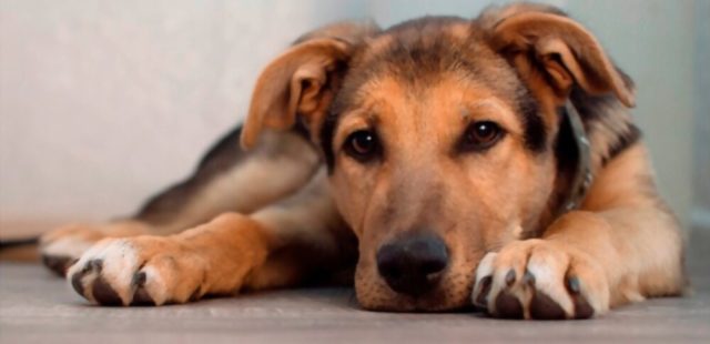 أسباب وعلاج الحازوقة عند الكلاب