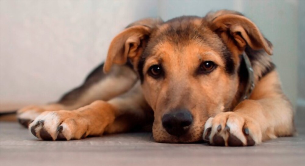 Causes And Remedies Of Dog’s Hiccups